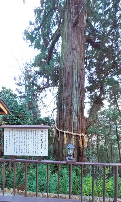 Sacred tree of Oiwasan Bishamonten