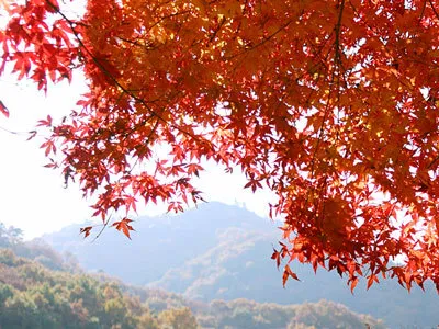 Autumn leaves at Mt. Oiwa in Ashikaga City, Tochigi Prefecture