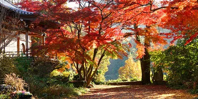 Autumn leaves at Saishoji Temple